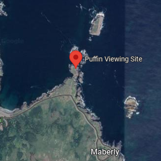 Elliston Puffin Viewing Site